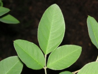 ハギ〔萩〕の花（写真）