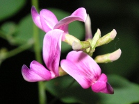 ハギ〔萩〕の花（写真）