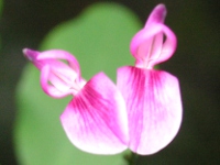 ハギ〔萩〕の花（写真）