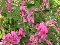 ハギ〔萩〕の花（写真）