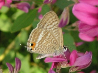 ハギ〔萩〕の花（写真）