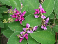 ハギ〔萩〕の花（写真）