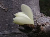 写真「ハクモクレン〔白木蓮〕の花」