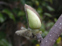 ハクモクレン〔白木蓮〕の花、ツボミ（写真）