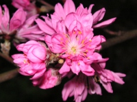 ハナモモ〔花桃〕の花（写真）