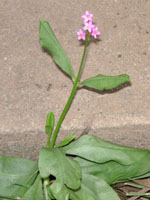 �n�[�����̉�