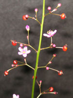 �n�[�����̉�