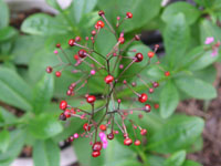 �n�[�����̉�