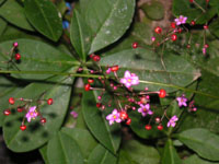 �n�[�����̉�