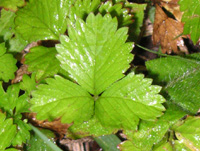 写真「ヘビイチゴ〔蛇苺〕の葉」