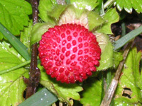 写真「ヘビイチゴ〔蛇苺〕の実」
