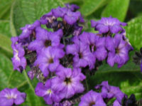 写真「ヘリオトロープの花」