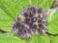 写真「ヘリオトロープの花」