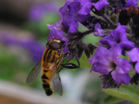 写真「ヘリオトロープの花」