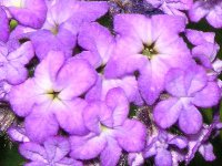 写真「ヘリオトロープの花」