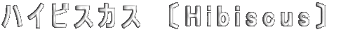 ハイビスカス　〔Hibiscus〕  