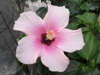 写真「ハイビスカス〔Hibiscus〕 の花」