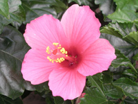 写真「ハイビスカス〔Hibiscus〕 の花と蜂」