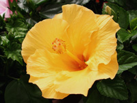 写真「ハイビスカス〔Hibiscus〕 の花」