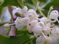 写真「ヒイラギ〔柊〕の花」