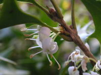 写真「ヒイラギ〔柊〕の花」