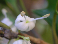 写真「ヒイラギ〔柊〕の花」