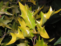 写真「ヒイラギ〔柊〕の葉」