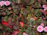 ヒメツルソバの花