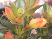 写真「ヒポシルサの花」