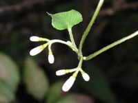 �q���h���W���E�S�̉�