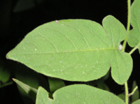 �q���h���W���E�S�̗t