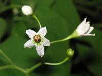 �q���h���W���E�S�̉�