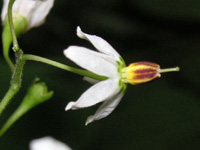 �q���h���W���E�S�̉�