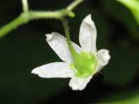 �q���h���W���E�S�̉�