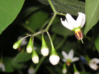 �q���h���W���E�S�̉�