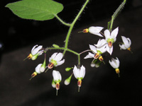 �q���h���W���E�S�̉�