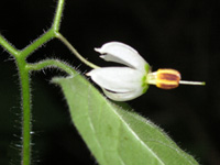 �q���h���W���E�S�̉�