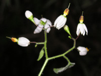 �q���h���W���E�S�̉�