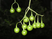 �q���h���W���E�S�̉ʎ�