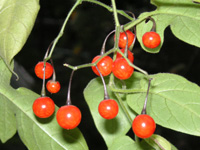 �q���h���W���E�S�̉ʎ�