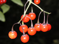 �q���h���W���E�S�̉ʎ�