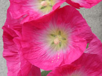 写真「タチアオイ〔立葵〕の花」