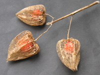 ホオズキ〔鬼灯〕の写真