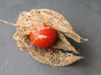 ホオズキ〔鬼灯〕の写真