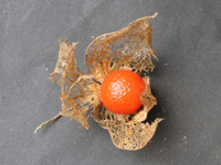 ホオズキ〔鬼灯〕の写真