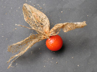 ホオズキ〔鬼灯〕の写真