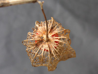 ホオズキ〔鬼灯〕の写真