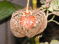 ホオズキ〔鬼灯〕の写真