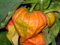 ホオズキ〔鬼灯〕の写真