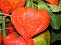 ホオズキ〔鬼灯〕の写真